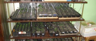 Как сделать стеллаж для рассады своими руками