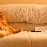 Как убрать кошачий запах мочи с дивана дома?