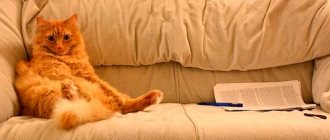 How to remove cat urine smell from sofa at home?