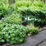 Клумба с нарциссами, геранью, хостами, купеной и папоротниками