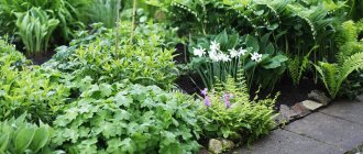 Клумба с нарциссами, геранью, хостами, купеной и папоротниками