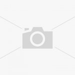 Комнатная мята: шпороцветник ароматный