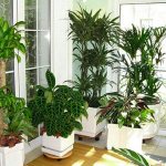 растения для спальни