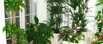 plants for bedroom